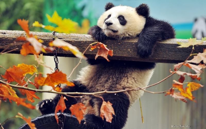 baby panda, cute, panda bear, panda, climbing, 2K