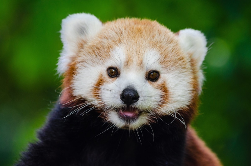 nature, attentive, red panda, panda - Animal, day, mammal, bamboo - plant, front view, looking at camera, no people, 1080P, panda, animals in the wild
