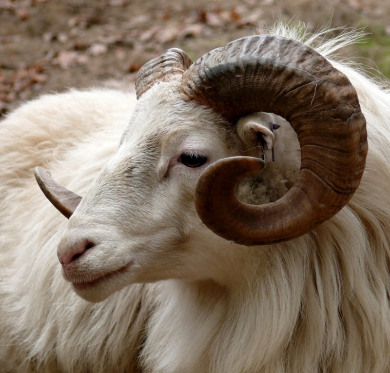 anatomy, animal, no people, male, animal hair, mountain, snout, 1080P, domestic animals, head, white, fur, wild, hair, sheep, horned, pets, herbivorous