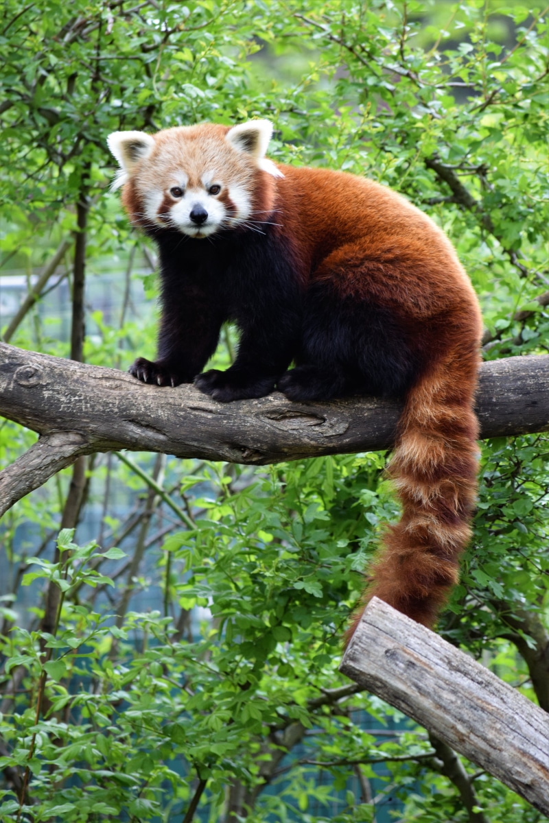animal themes, fur, sitting, panda, looking, 5K, china, branch, red, daytime, outdoors, vertebrate, animal, cute, animal wildlife, day, wildlife, leafs