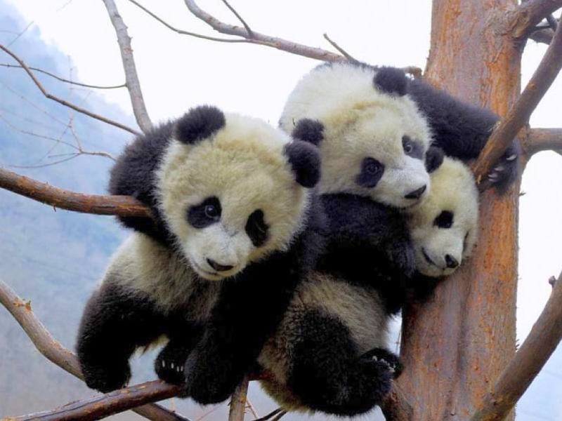 baby, cute baby panda, lovely, panda, animal, branches, cute, 480P