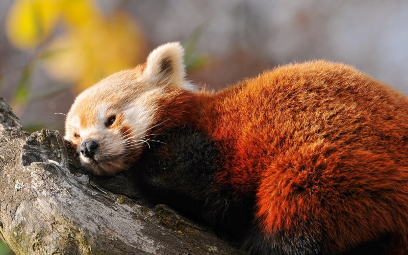 one animal, nature, outdoors, tree, animals in the wild, vertebrate, red panda, close-up, animal head, animal, whisker, wood - material, red, focus on foreground