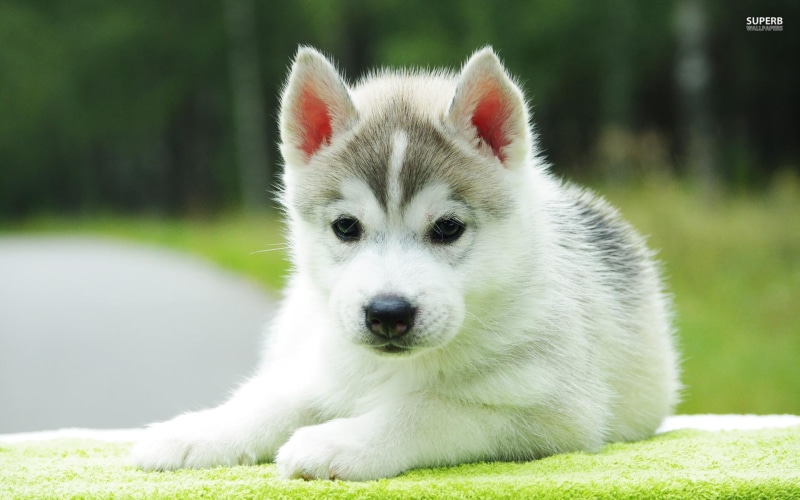 cute, 1080P, puppy, animal, sable, precious, siberian, sweet, adorable, animals, husky