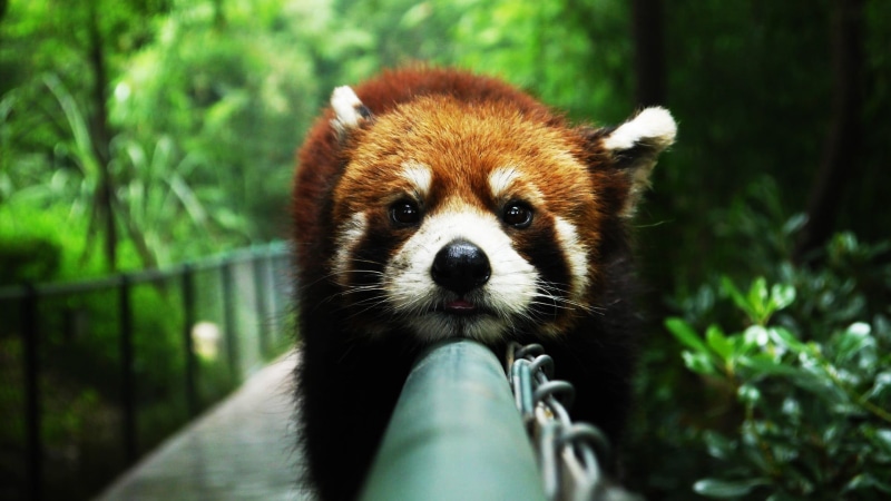 portrait, young Animal, red, outdoors, animals In The Wild, leaf, bamboo - plant, cute, day, brown, vertebrate, fur, nature, atmosphere, panda, looking at camera