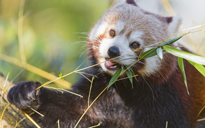 whisker, mammal, bamboo - plant, outdoors, animals in the wild, 720P, animal, stick - plant part, mouth open, animals, animal themes, focus on foreground