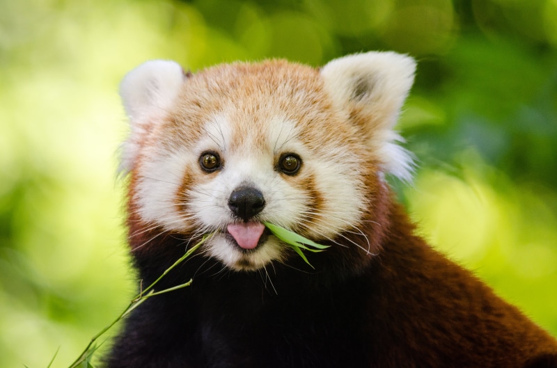 no people, one animal, mammal, close-up, cute, looking at camera, hungry, focus on foreground, animal head, red panda, plant, mouth open, animal body part