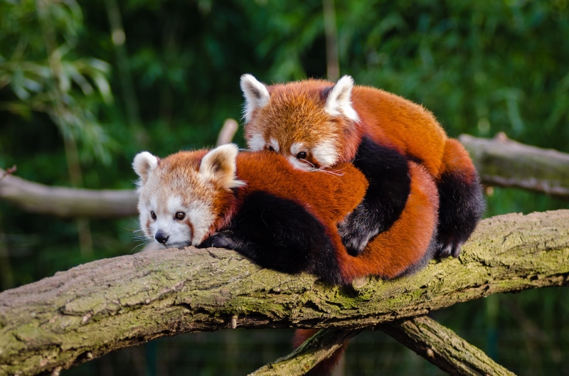 tree, zoo, vertebrate, red, red panda, wood, mammal, 4K, wildlife, environment, panda - animal, lesser panda, animals in the wild, focus on foreground