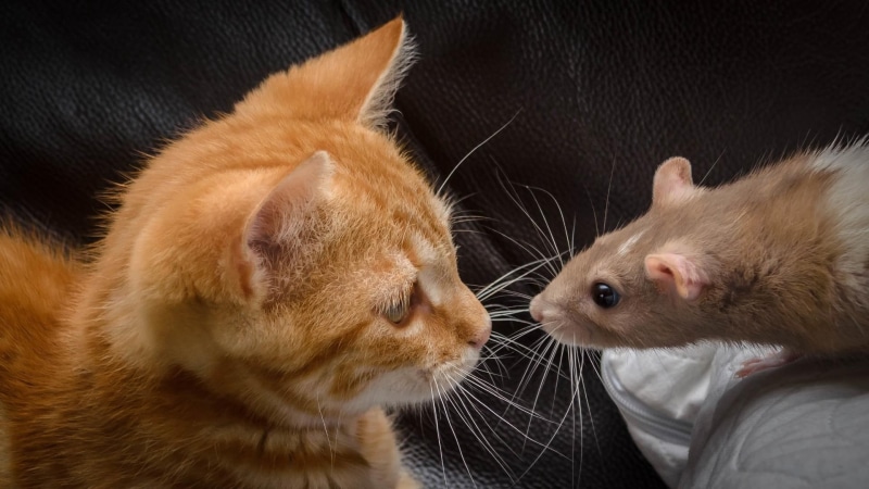 cat like mammal, whiskers, cute, mouse, fauna, fur, rat, funny, 1080P, kitten, cat