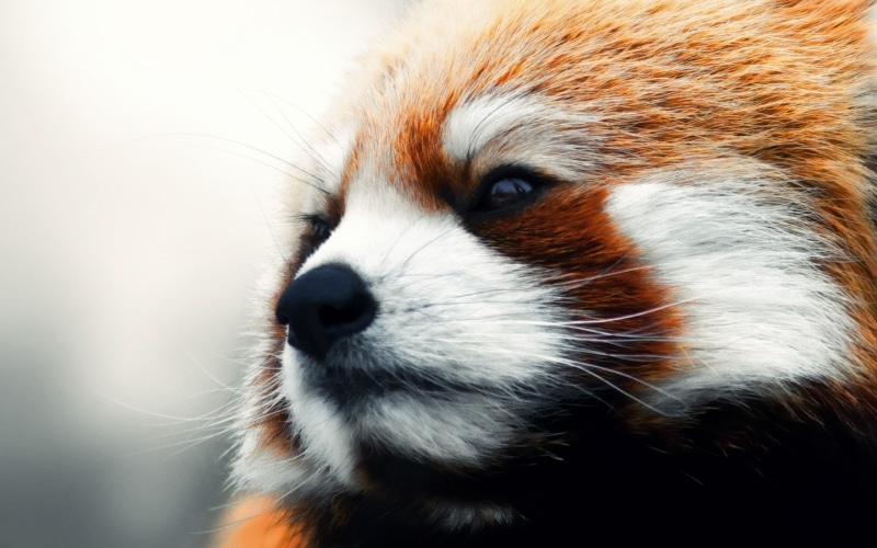 animals, 2K, closeup, red panda, mammals, wildlife