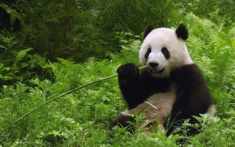 jungle, panda, bamboo, china, bears, dinner, 720P