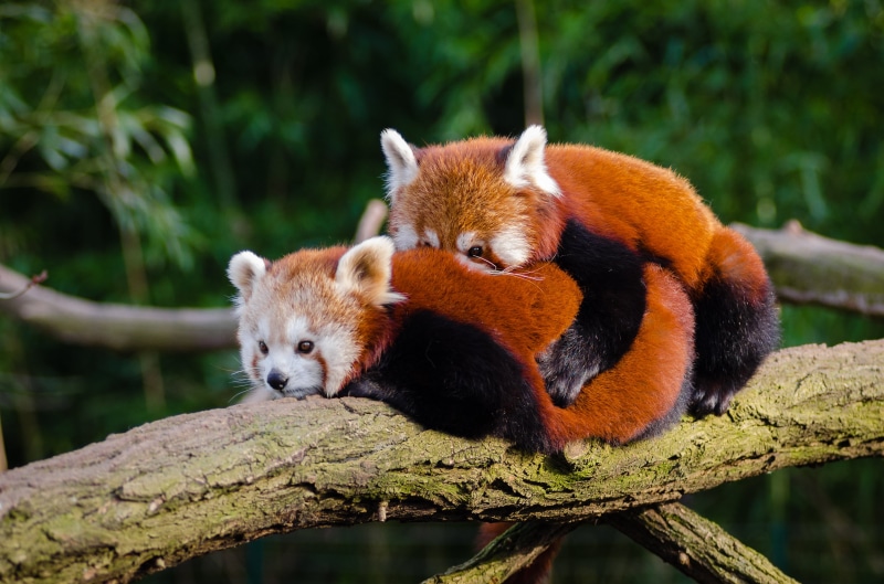 red  panda, animal, fur, face, germany, cute, natur, bokeh, asia, bamboo, branch, tierpark, pandas, orange, female, nase, nikon  d7000, panda - Animal