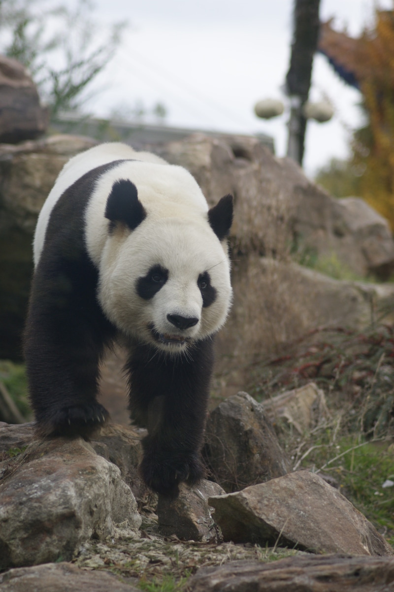 solid, giant Panda, plant, 4K, herbivorous, animal themes, rock - object, zoo, wildlife Reserve, panda - Animal, wildlife, china - East Asia, Panda, forest