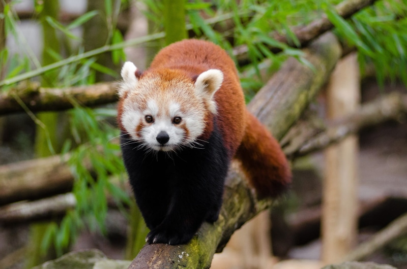 fauna, day, one animal, little bear, mammal, plant, vertebrate, bamboo shoots, leaves, wild, animal themes, grass, bamboo, omnivore and herbivore, panda