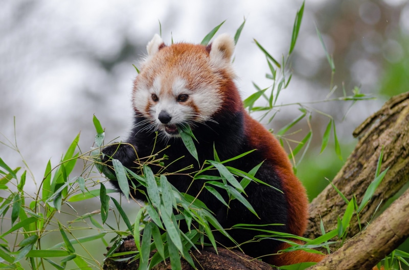 eating, asia, mammal, plant, gestation 135 days, panda, little panda, grass, bamboo, zoo, pandas, animals in the wild, fauna, branches, animal