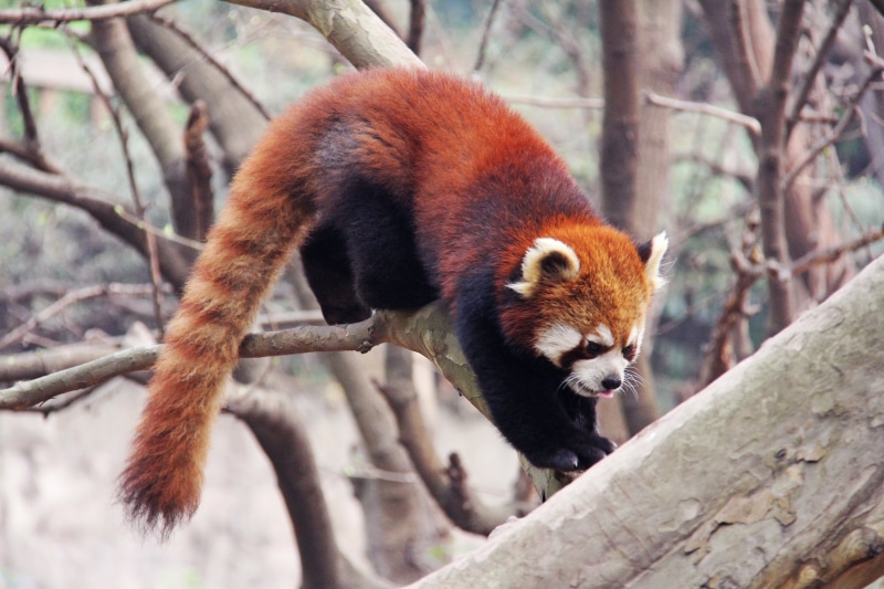 adorable, lovable, tourism, chinese, black and white, animal, animals in the wild, national animal, branch, outdoors, research base, mammal, no people
