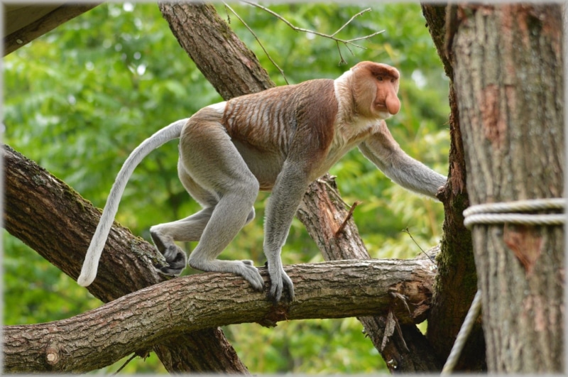 outdoors, animal wildlife, branch, Wild, ecology, no people, day, outdoor, vertebrate, plant, animal themes, jungle, animals in the wild, conservation