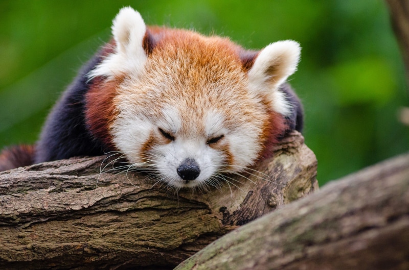 mammal, animal themes, focus on foreground, in voice of endangered, bamboo, animal, one animal, animal wildlife, panda - animal, relaxation, trunk, no people
