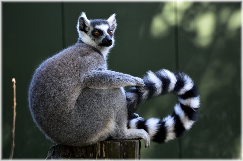 reserve, safari, tailed, looking at camera, outdoor, exotic, rare, herbivore, environment, creature, forest, ecology, conservation, animal wildlife, nature