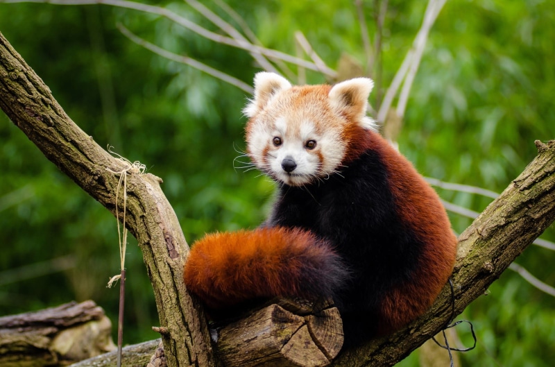 red, sitting, bamboo - plant, origin asia, fauna, one animal, fire fox, ailurus fulgens, animal themes, tree, animal wildlife, pets, panda - animal, no people