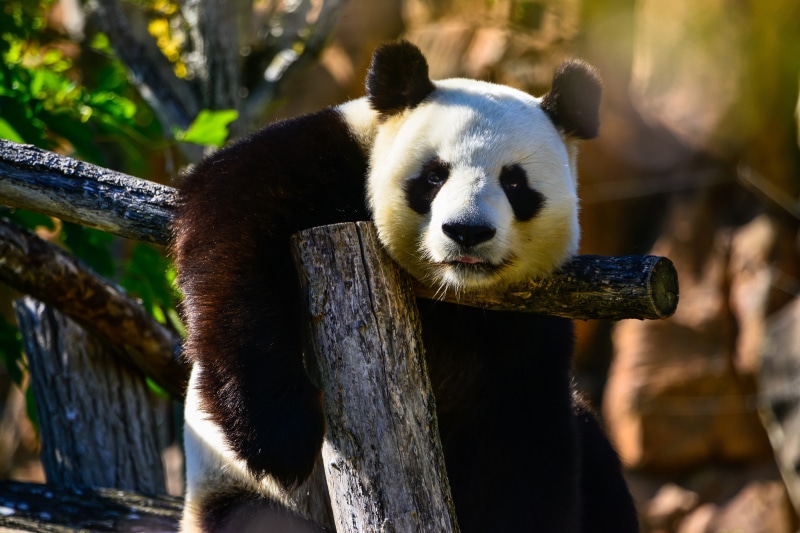 wood - material, sitting, forest, animal wildlife, panda bear, no people, sunlight, whisker, vertebrate, one animal, asia, day, mammal, bear, endangered Species