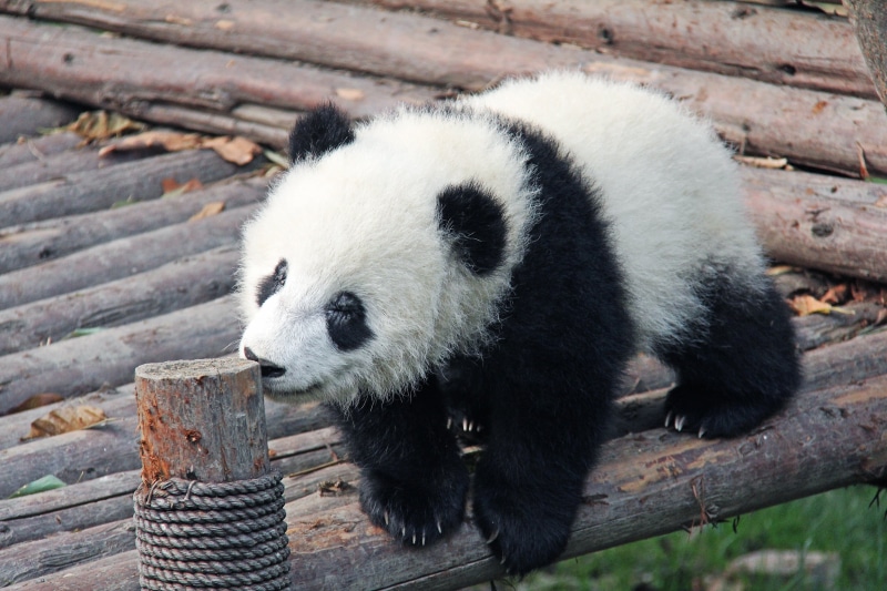 panda - Animal, surface, wildlife, national animal, mammal, zoo, cute, wooden, giant Panda, tourism, animal wildlife, endangered Species, one animal, daytime