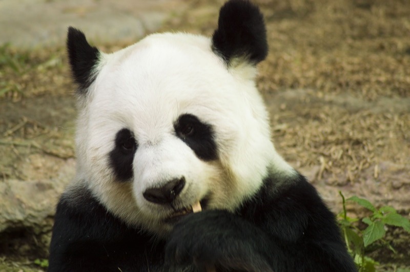 zoo, mammal, day, nature, panda - Animal, eating, young, wildlife, outdoors, 2K, park, cub, tourism, photography, front view, endangered Species, black