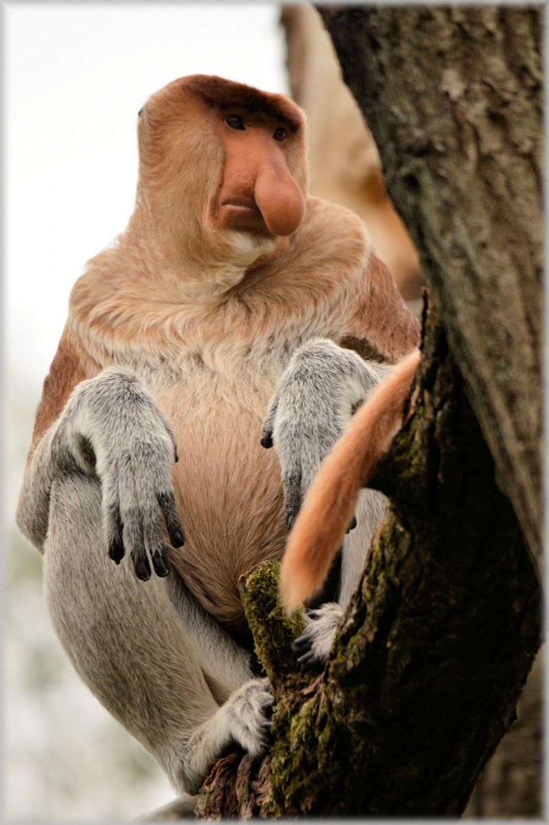 branch, animal wildlife, sitting, ecology, wild, plant, environment, rainforest, vertebrate, contemplation, tree trunk, people, reserve, zoo, mammal, tree