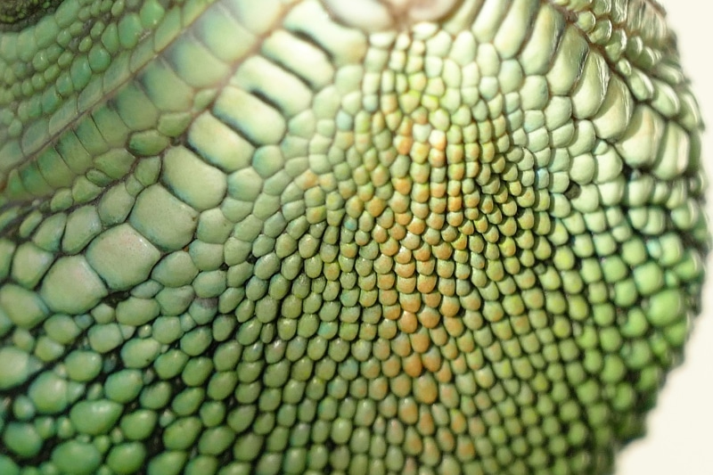 macro, physignathus, creature, portrait, animal eye, iguana, animal wildlife, looking, thai, oriental, color, nature, water, magnification, animal scale