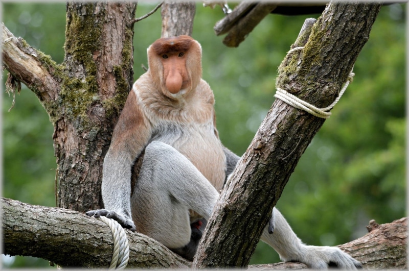 zoo, ecology, 1080P, mammal, habitat, natural, tree, exotic, focus on foreground, one animal, herbivore, species, rainforest, big nose, forest, sitting
