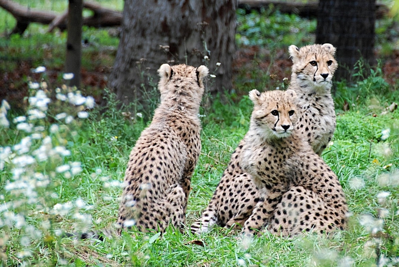 animal wildlife, animals In The Wild, untitled, animal, wilderness Area, animal themes, big Cat, wildlife Reserve, grass, tanzania, group of animals, cheetahs
