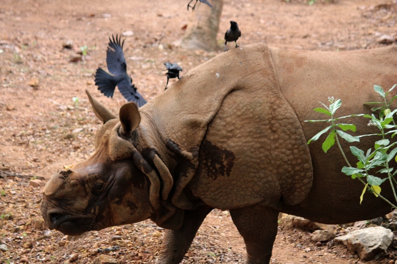 nature, animal wildlife, safari, animals And Pets, wilderness Area, vertebrate, animal themes, rhinocerotidae, tourism, 5K, Rhinoceros, natural, safari Animals