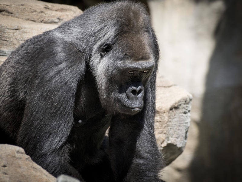 captivity, furry, intelligent, fur, male, nature, close-up, selective, hairy, Wildlife, one animal, ape, society, photography, sitting, jungle, cuddly