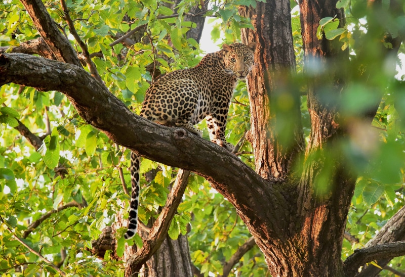 majestic, Ghost, wild, spotted, cat, Jungles, savannah, animal themes, wildlife, safari Animals, carnivora, vertebrate, wilderness Area, brown, big Cat