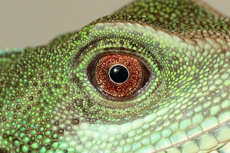 vertebrate, iguana, animals in the wild, east, lizard, creature, animal scale, terrarium, dragon, close-up, no people, physignathus, reptiles, pattern