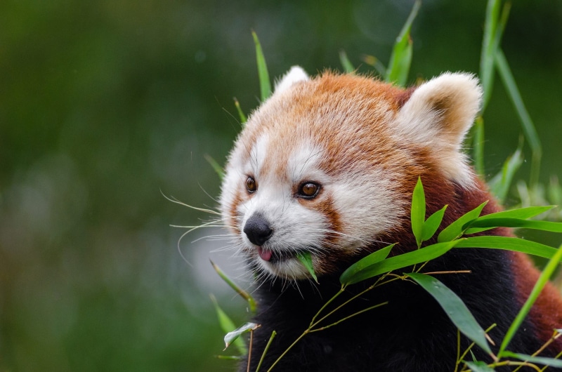red, mammal, looking, Red Panda, cute, bear, fur, forest, ailurus fulgens, Panda Bear, daytime, animal head, bamboo shoots, close-up, omnivore and herbivore