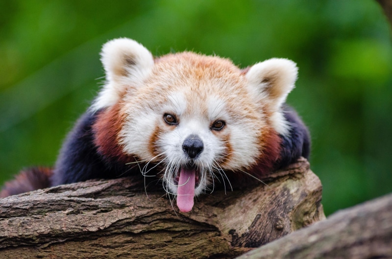 animals, branches, no people, fire fox, nature, sticking, yawns, one animal, Red Panda, curious, bamboo, in voice of endangered, animal head, focus on foreground
