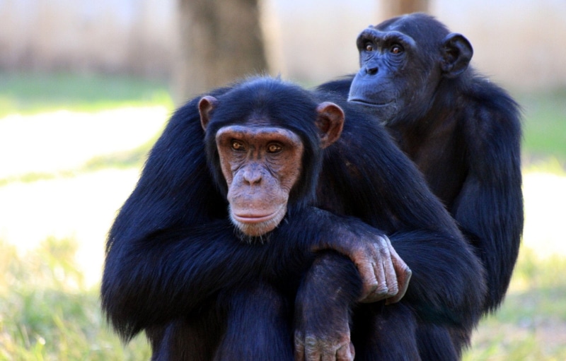 animal themes, rainforest, group of animals, animal family, two, species, mammal, outdoors, ape, animal, care, focus on foreground, outdoor, cute, conservation