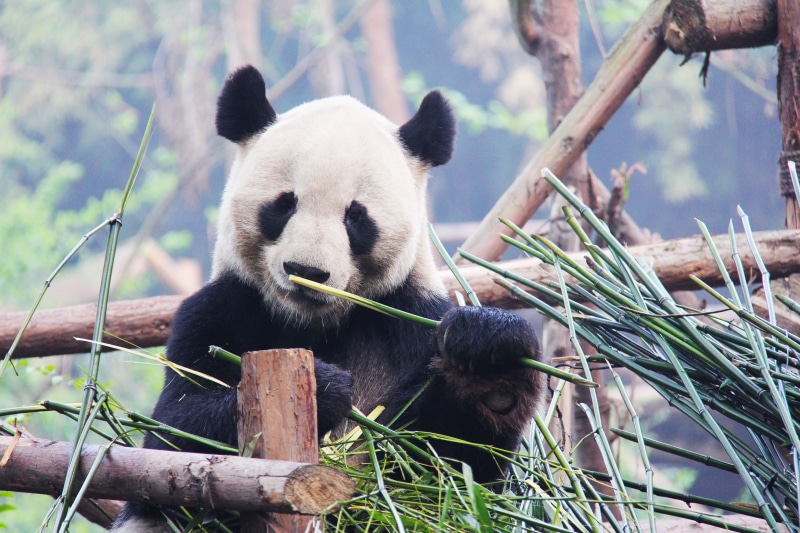 no people, eating, endangered Species, mammal, young, tree, research base, bamboo, animal, cute, china - East Asia, vertebrate, tourism, chinese, panda - Animal