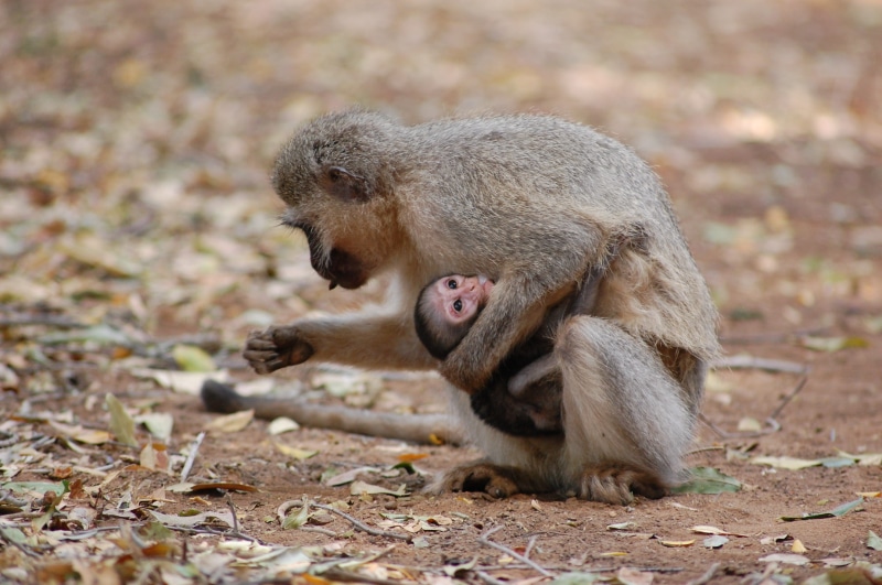beast, species, animal family, ecology, day, safari, adorable, climber, young animal, vertebrate, mammal, brown, animal wildlife, natural, monkey, creature