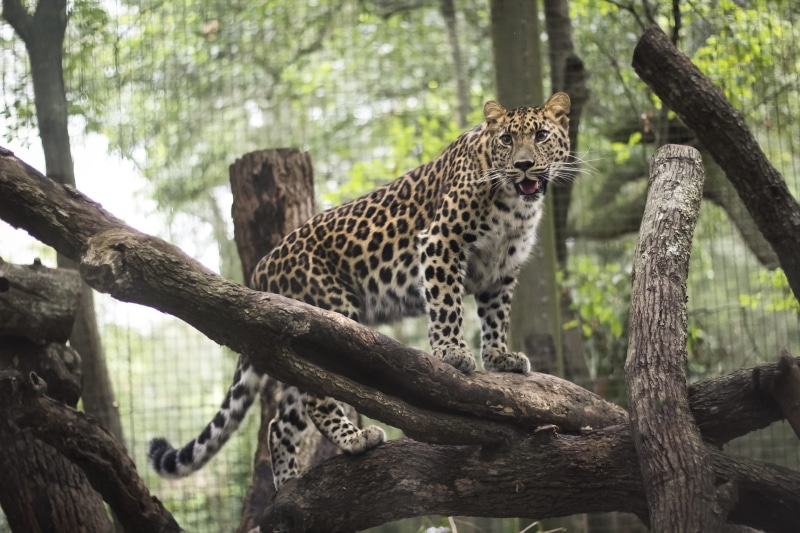 animals In The Wild, climbing, jungle, Leopard, large, wildlife, one animal, Wild, zoo, 4K, south, feline, plant, nature, wooden, exotic, animals And Pets
