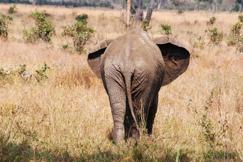 safari Animals, mammal, standing, day, large, wild animal, animals And Pets, grass, plain, elephant, nature, endangered Species, tree, one animal, african Elephant