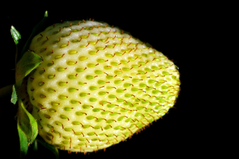 macro, Green, wait, green, illuminated, vitamins, isolated, green Color, sour, nature, black, lighting equipment, 5K, yellow, biology, night, background