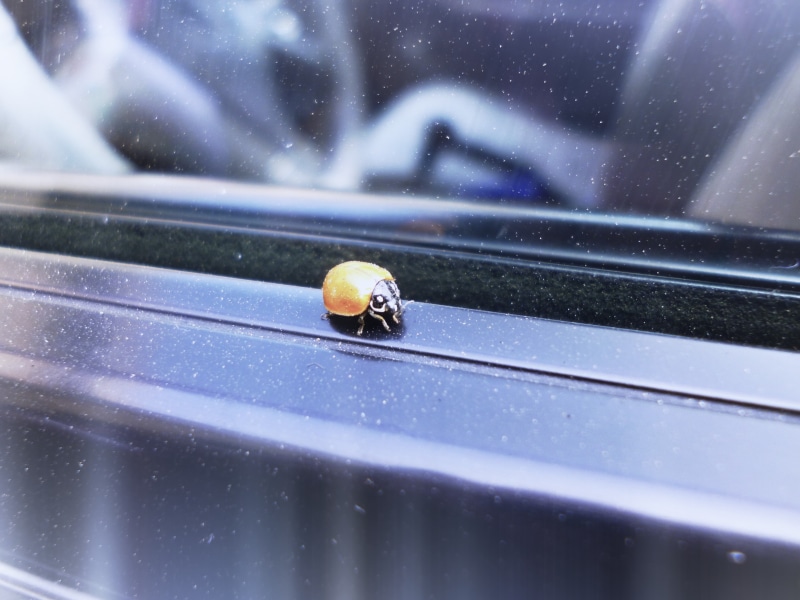 animal wildlife, black, window, housefly, beetle, small, nature, day, no people, focus on foreground, invertebrate, ps, outdoors, animals in the wild, console