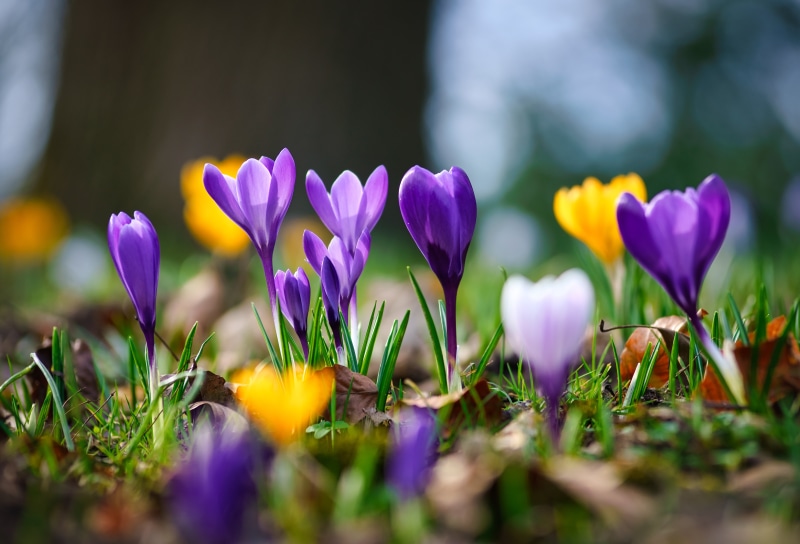 macro, Crocuses, 5K, bokeh, spring, Saffron