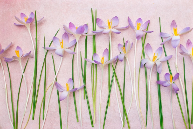 1080P, saffron, background, crocuses