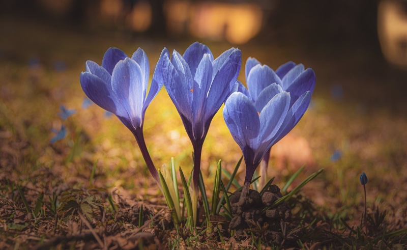 macro, 1080P, Crocuses, Saffron, spring