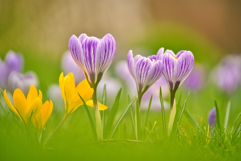 Saffron, bokeh, macro, Crocuses, 5K, spring, petals