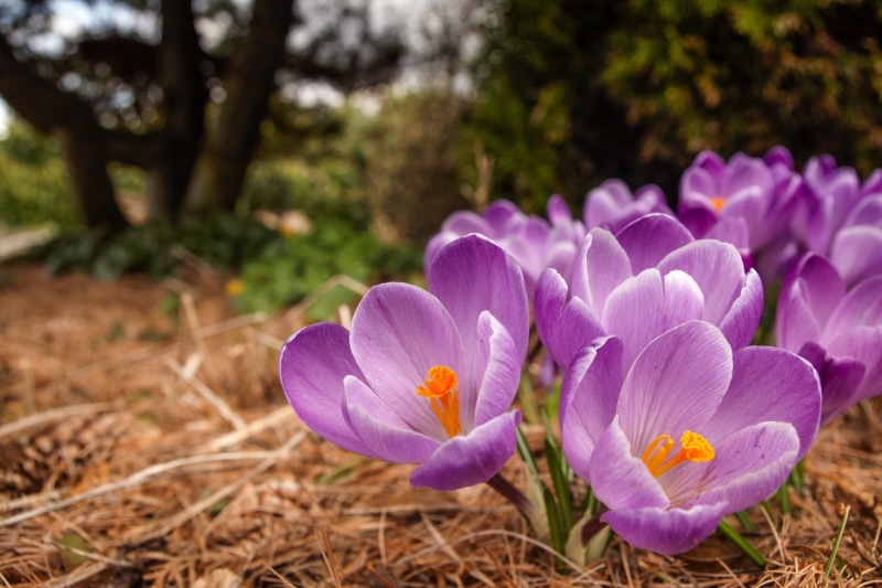 1080P, saffron, spring, crocuses