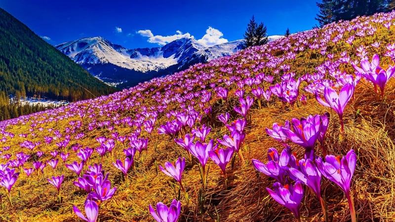 crocuses, spring landscape, spring field, field, flowers, snow, spring, crocus field, crocus, 1080P, mountain