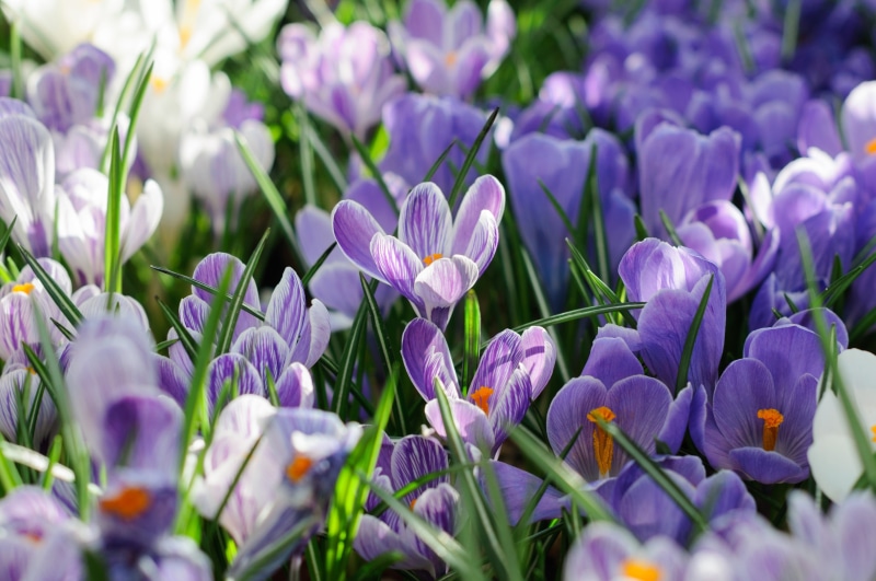 Crocuses, 4K, spring, Saffron, petals